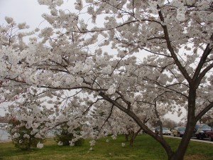 DC CHERRY BLOSSOMS