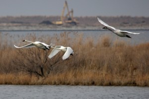 8506976311_1997b610ba_z