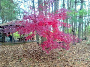 2012-11-12_12-58-40_296