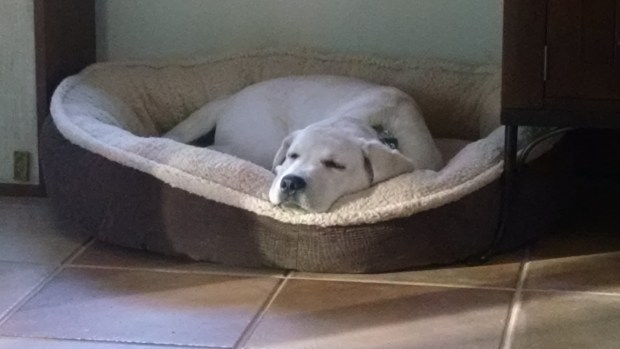 IMG_20151125_150343522